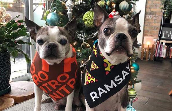 Pet Gifts That Give Back